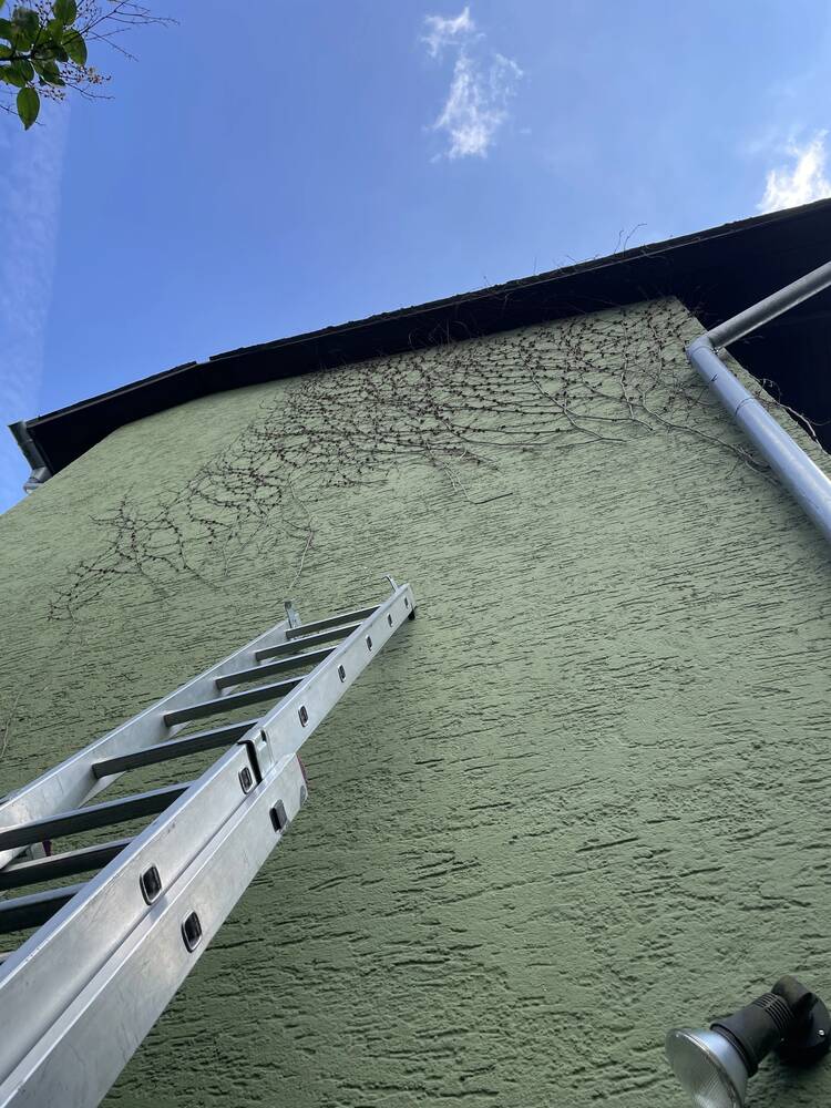 Entfernung von Kletterpflanzen an einer Hausfassade mit Leiter